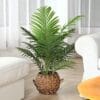 B089D1KCHGPT023ft1pcssizename Fopamtri 3 Feet Artificial Palm
